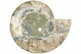 Cut & Polished Ammonite Fossil (Half) - Madagascar #233783-1